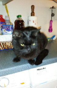 Momo 20160703_175155