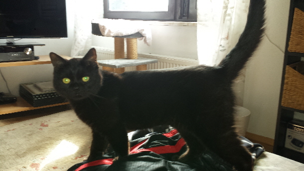 Momo 20160710_091209