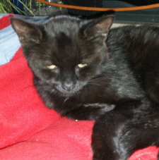 Filou 20160702_195224 (1)1