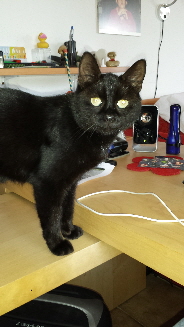 Filou 20160809_125208 (3)