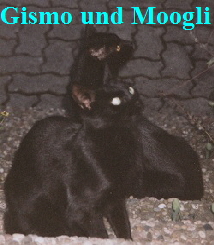 Gismo_moggli_250