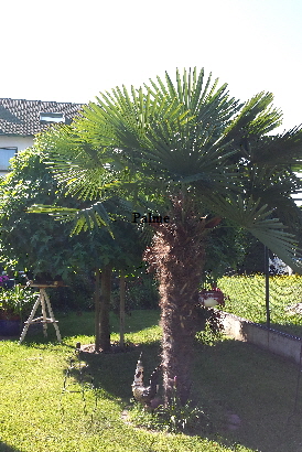 Garten 20160719_095402 (2)