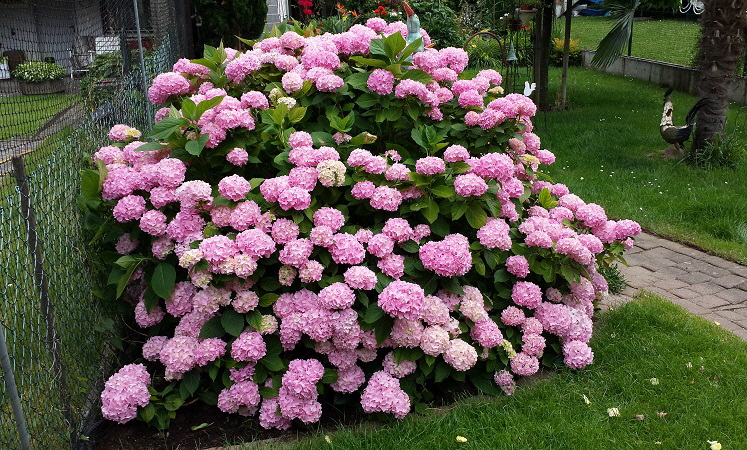 Garten 2016 20160627_161839 800  (1)